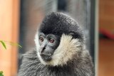 A close up shot of a white cheeked-gibbon looking right of camera