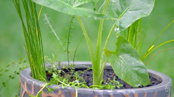 Native plants growing in a decorative pot.