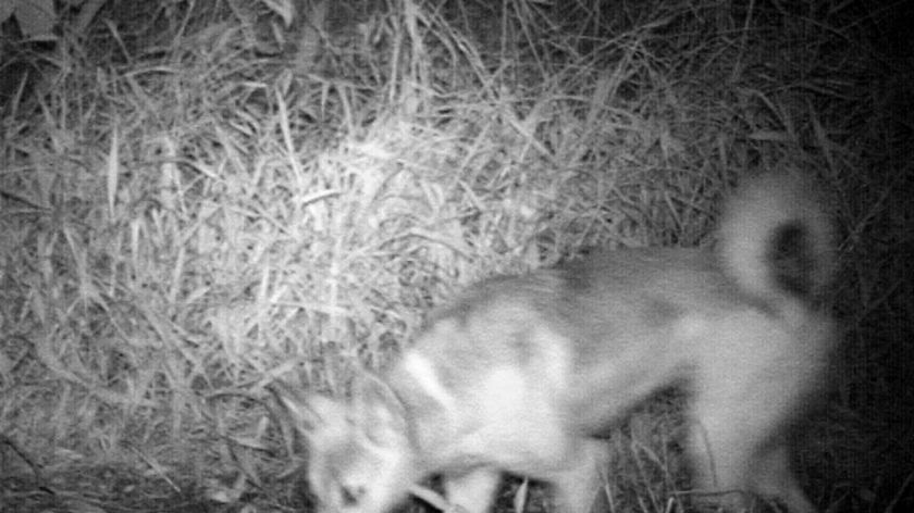 A dingo, photographed by an infrared camera, sniffs around next to the Pacific Highway at Elanora last night.