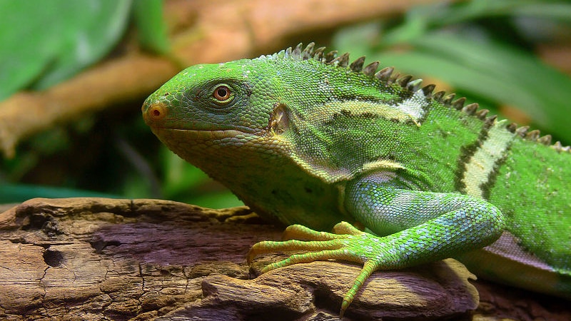 A Fiji Crested Iguana, in a photo taken at Melbourne Zoo. It is bright green with yellow and off-white crests.