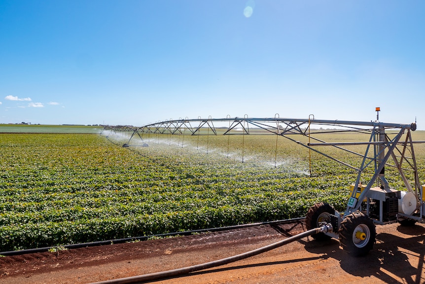 A field of sweet potato plants being watered. 