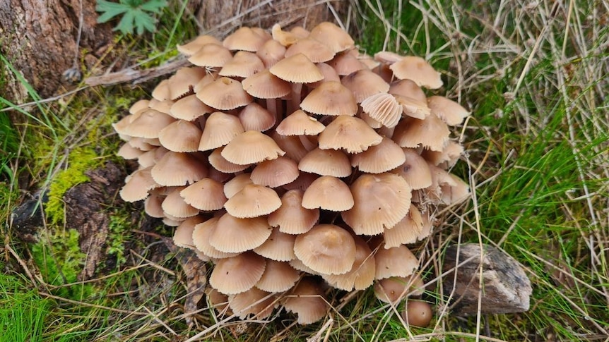 Group of thin brown mushrooms growing on Mount Taylor in Canberra.