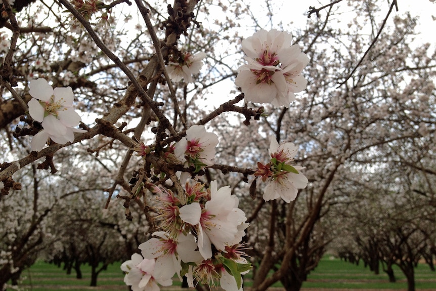 Australian almonds appealing to foreign investors