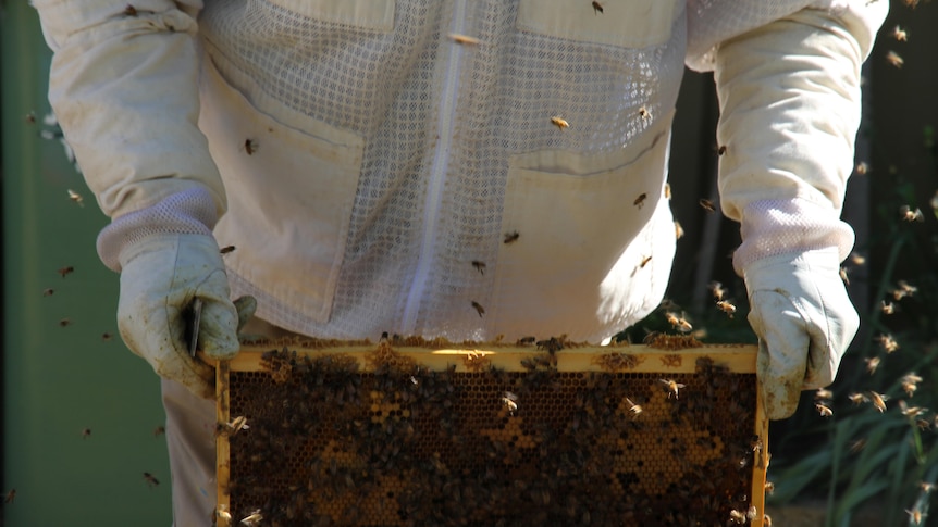 A beekeeper holds a frame of bees.
