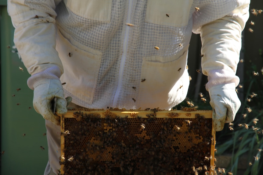 A beekeeper holds a frame of bees.