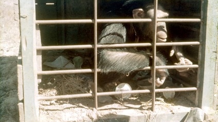 An old photo of a monkey in a cage