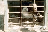 An old photo of a monkey in a cage