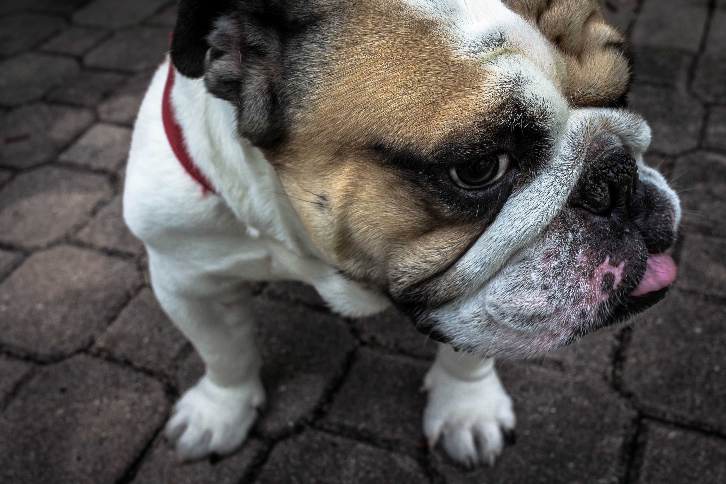 puppy with rolls