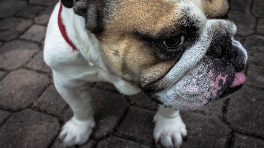 Close up shot of a stocky bulldog with rolls of skin around the mouth and a flat nose. Tongue slightly poking out.