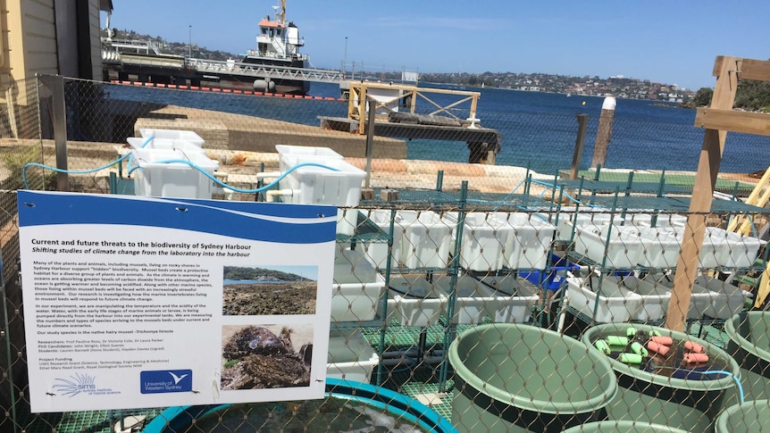 Tubs of salt water, set on wharf of Middle Harbour with naval ship in background