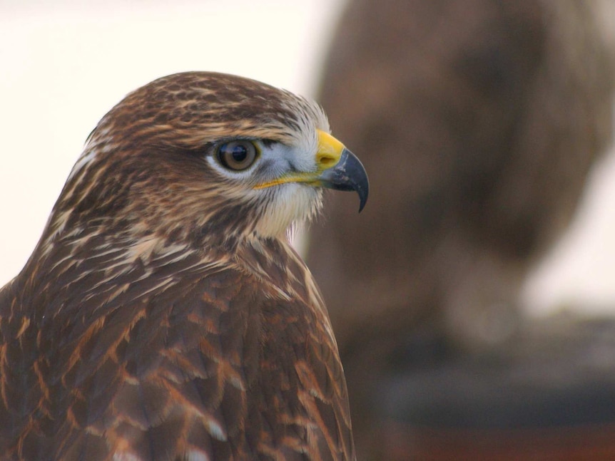 A image of a hawk