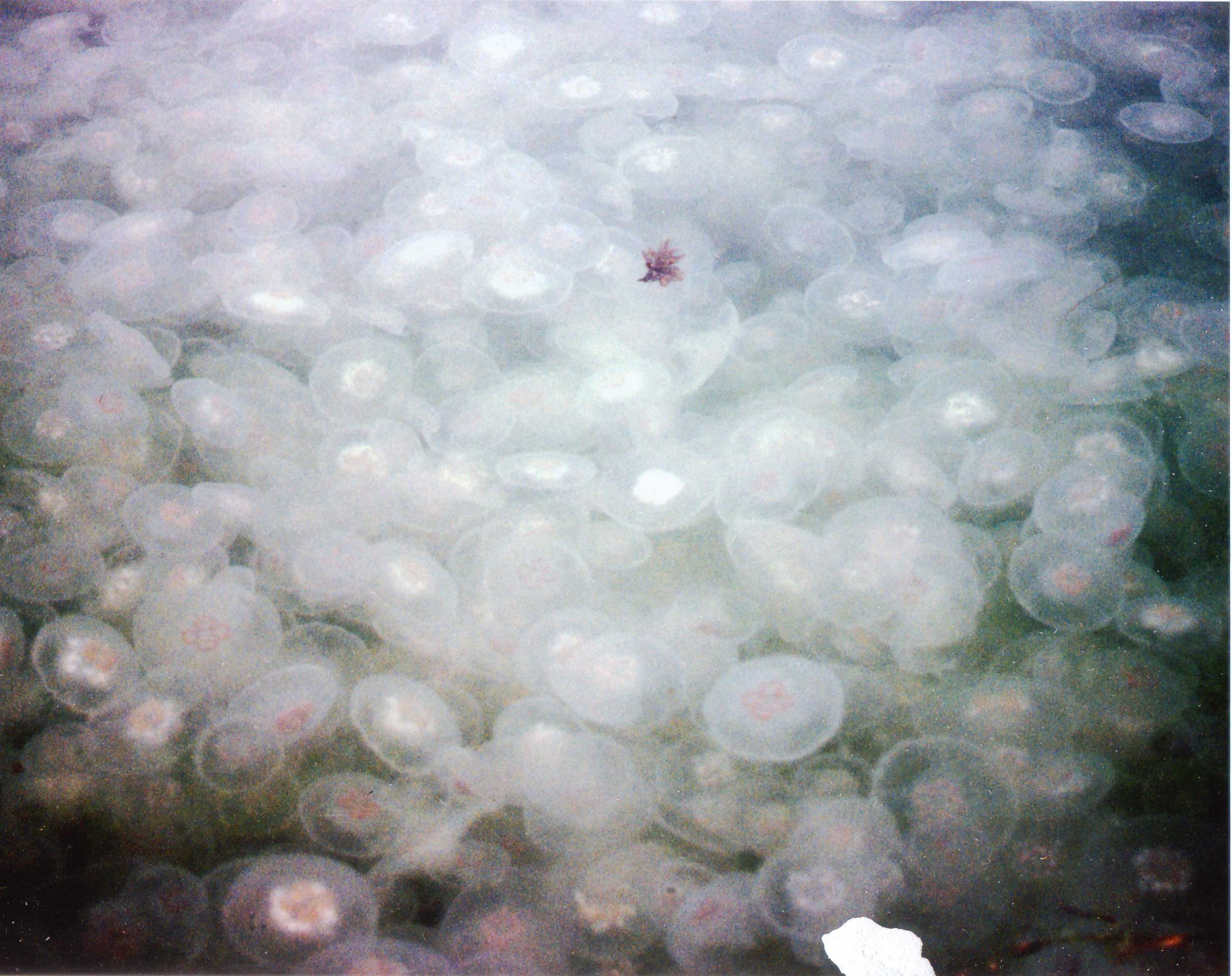 Jellyfish Swarms A Visible Indicator That Oceans Are Out Of Balance ...