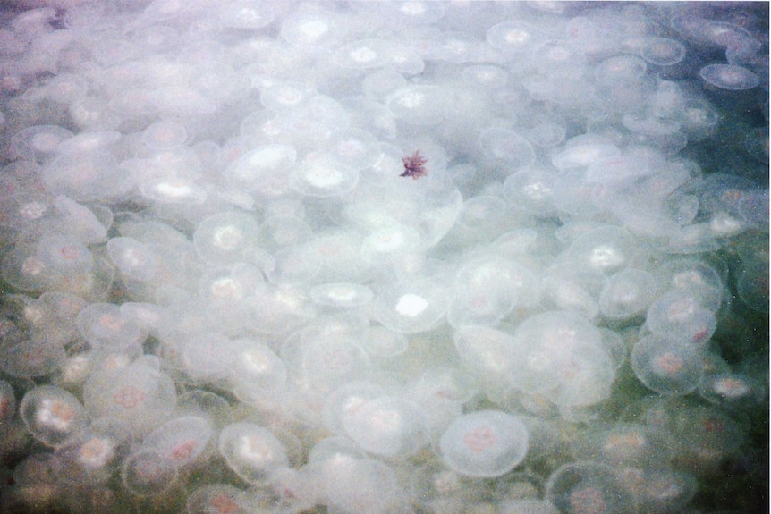 A swarm of moon jellies
