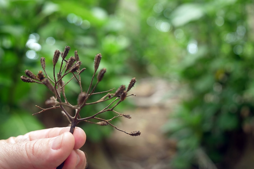 Close up of sticky flower held in fingers, looks like tiny brown tree with barbs on the end, greenery behind.