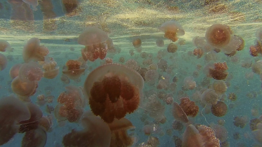 A bloom of Sea Tomato jellyfish.