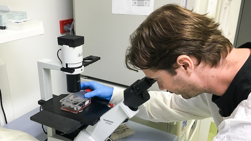 Dr Michael Smout examines live liver-lining cells as they grow