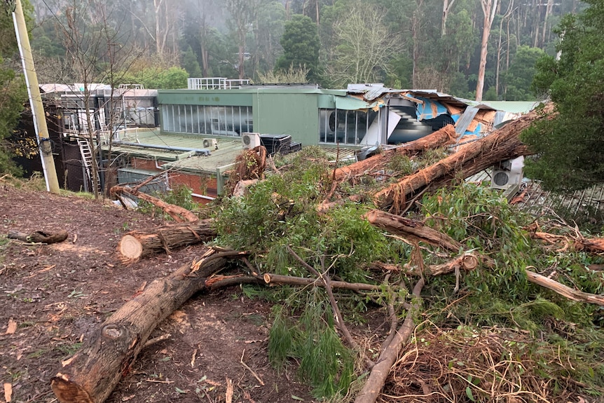 A green building with glass wall has trees smashed through. 