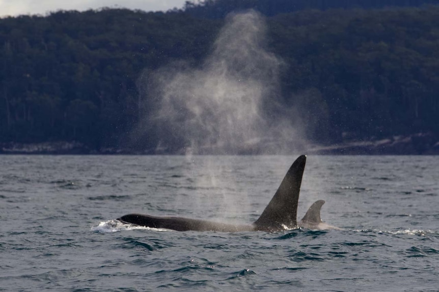 Killer whale on surface.