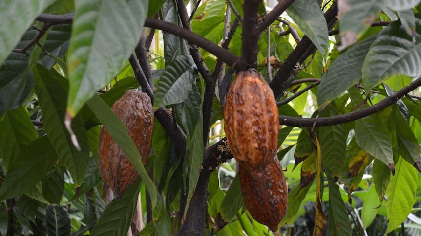 Cacao beans hanging from a tree