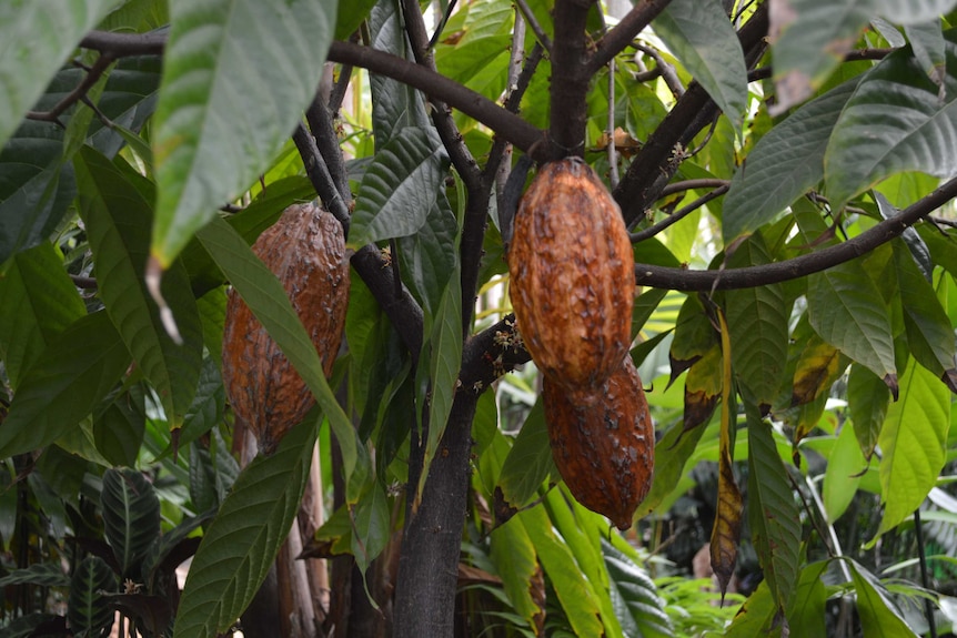 Cacao beans hanging from a tree