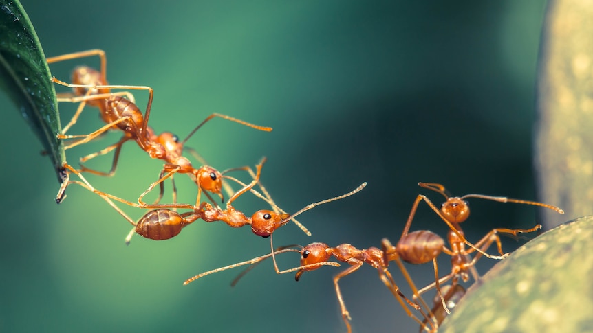 Ants building bridge
