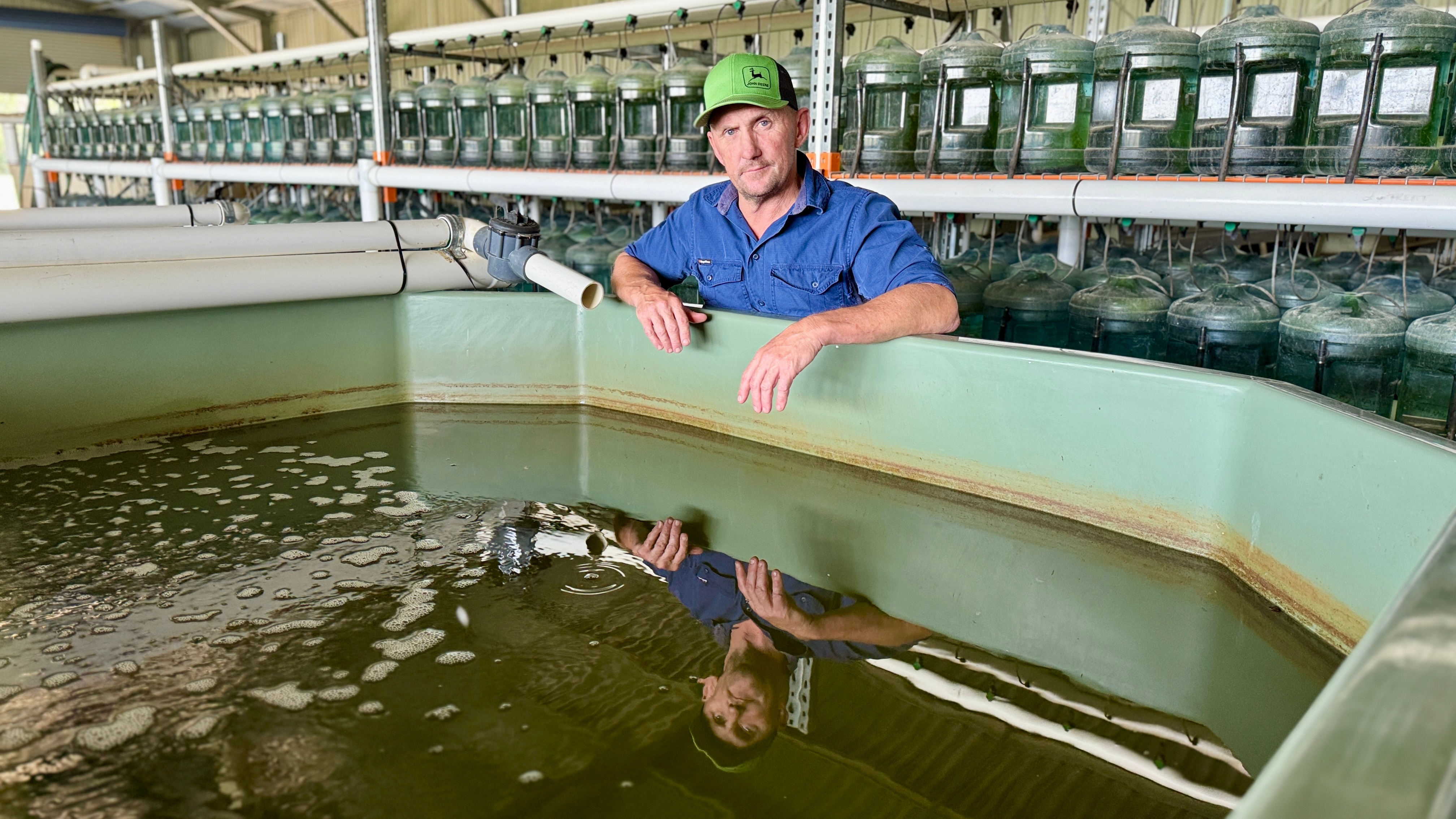 Gelignite blasts, overfishing, habitat destruction decimated Mary River cod numbers