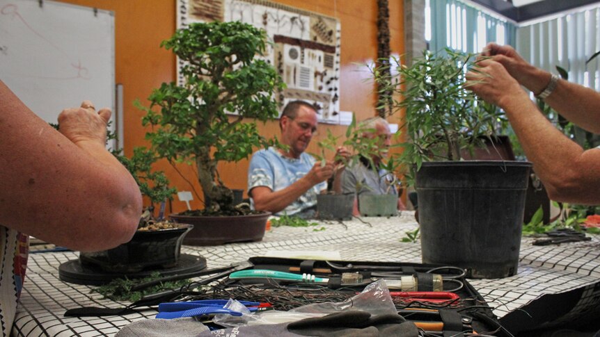 Bonsai enthusiasts use a variety of tools to manipulate their bonsai.