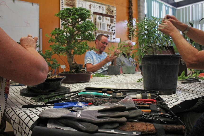 Bonsai enthusiasts use a variety of tools to manipulate their bonsai.