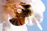 a close up image of a bee sitting on a flower budding from an almond tree 