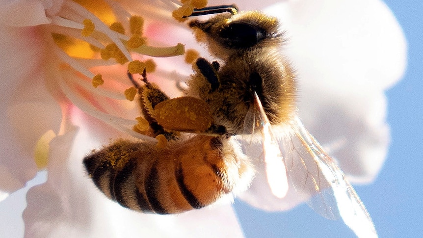 a close up image of a bee sitting on a flower budding from an almond tree 