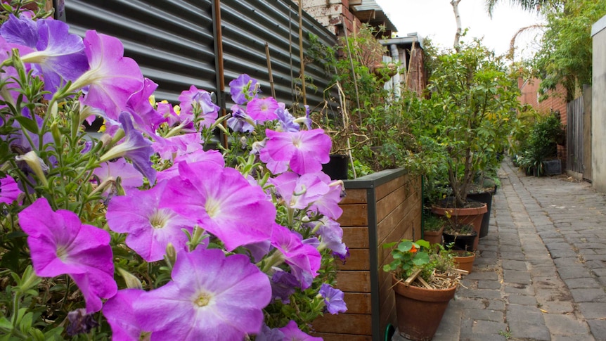 Flowers in Carlton North laneway garden