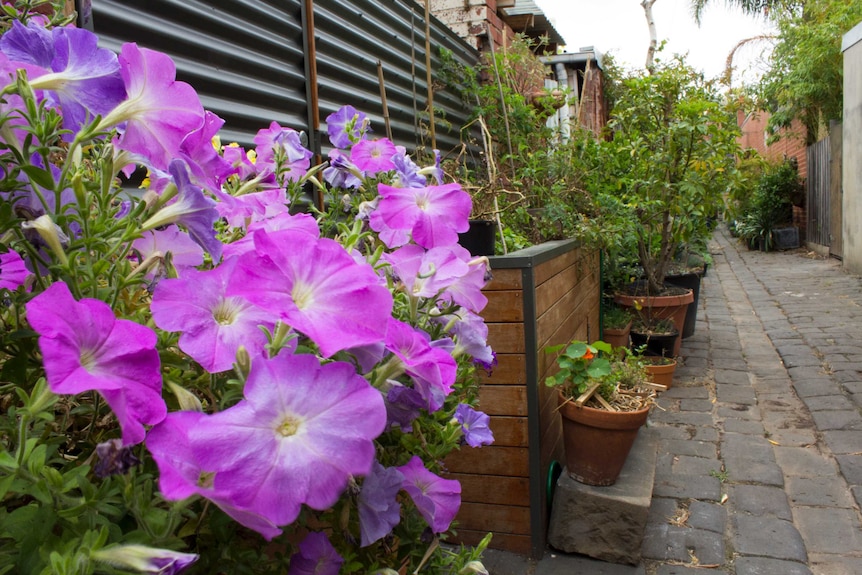 Flowers in Carlton North laneway garden