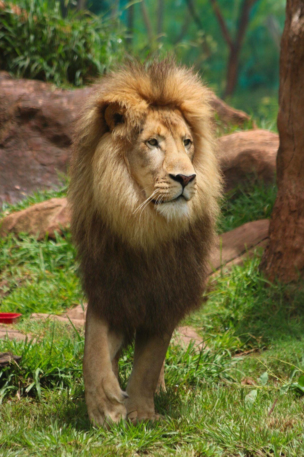 A front-on image of a lion, standing in the grass of a zoo enclosure, looking in the distance to the right of shot.