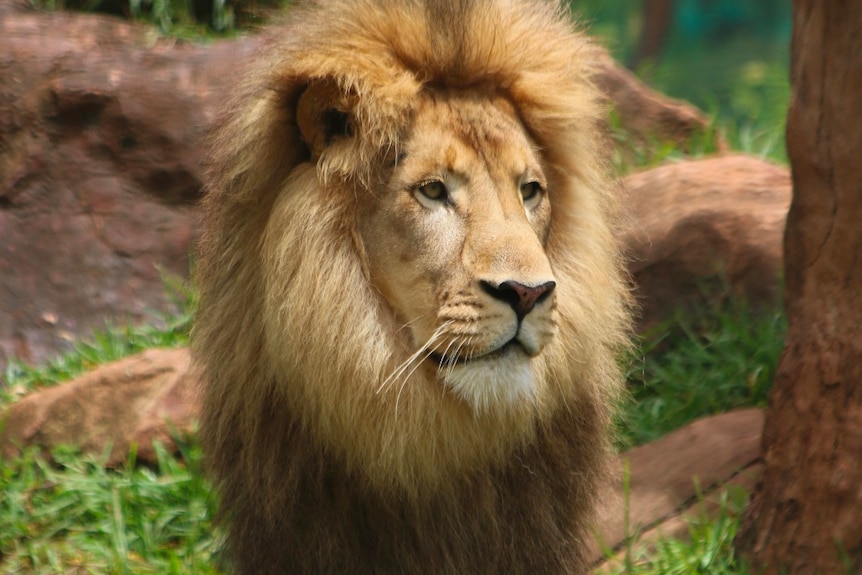 A front-on image of a lion, standing in the grass of a zoo enclosure, looking in the distance to the right of shot.