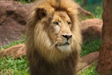 A front-on image of a lion, standing in the grass of a zoo enclosure, looking in the distance to the right of shot.