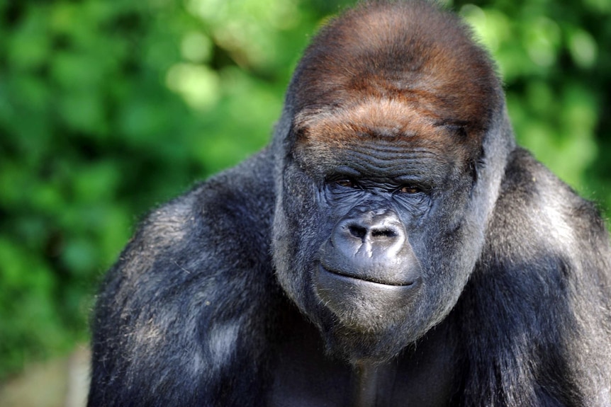 Kibabu eats vegetables in his enclosure at Taronga Zoo.