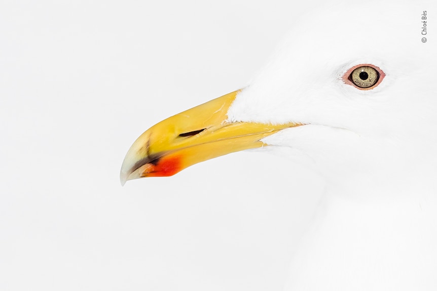A portrait of a white seagull 