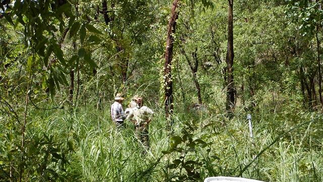 Staff assessing plant growth and diversity in Nitmiluk National Park.