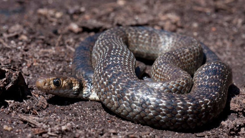 Young eastern brown snake