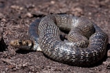 Young eastern brown snake