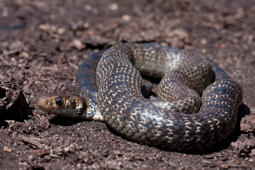 Young eastern brown snake