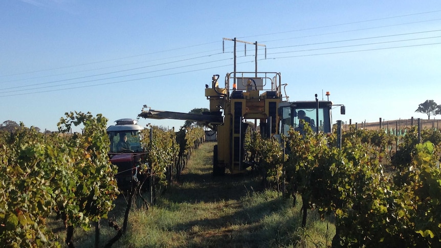 A machine harvests grapes on a vineyard near Canberra.