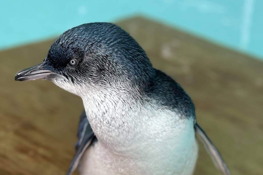Warrnambool penguin