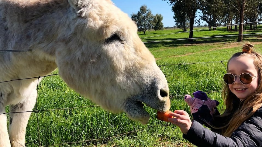 A donkey being fed a carrot by a girl.