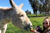 A donkey being fed a carrot by a girl.