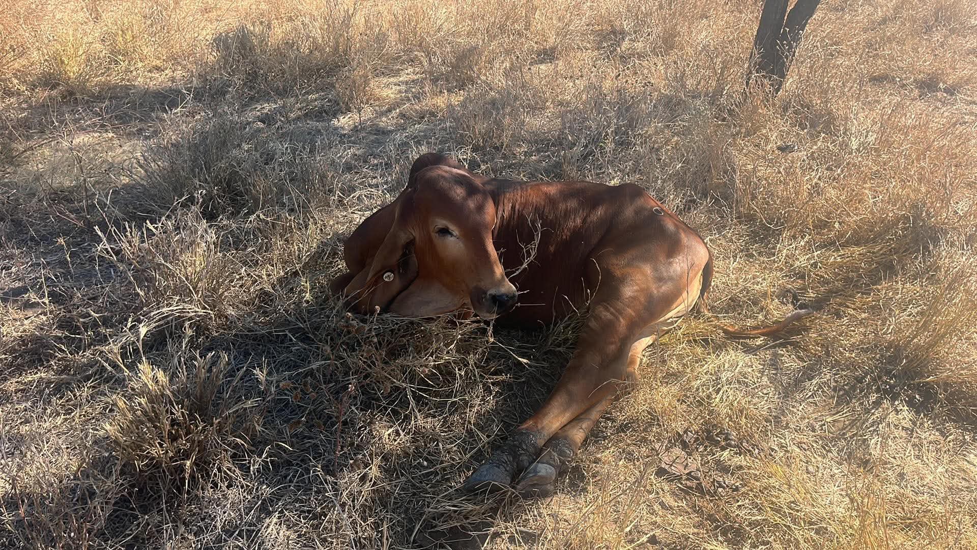 Graziers urged to vaccinate cattle as three day sickness spreads
