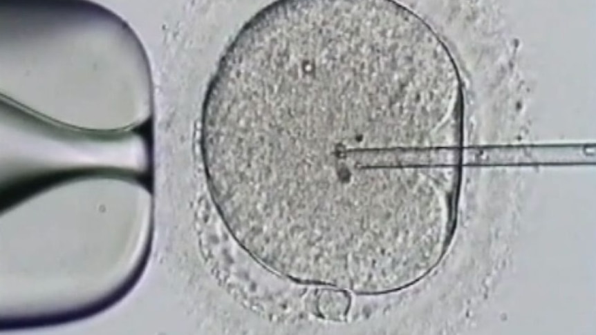 An IVF needle going into an egg.