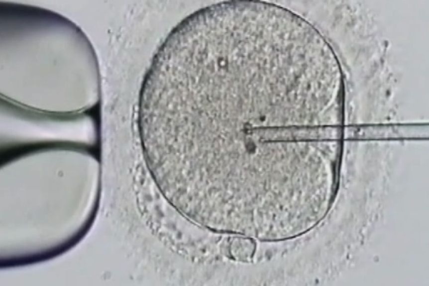 A needle going into an egg under a microscope