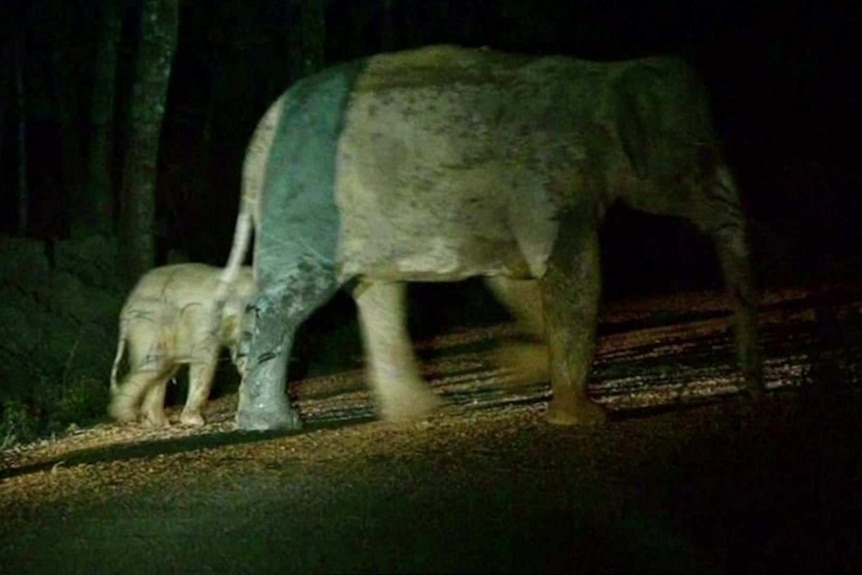 Two elephants wander into the shadows