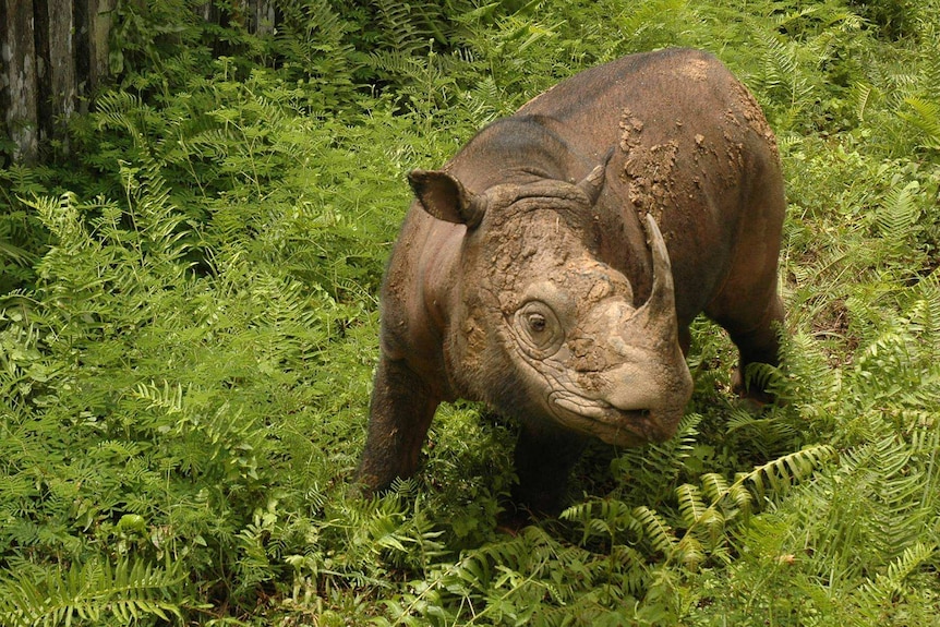 A rhino surrounded by greenery.